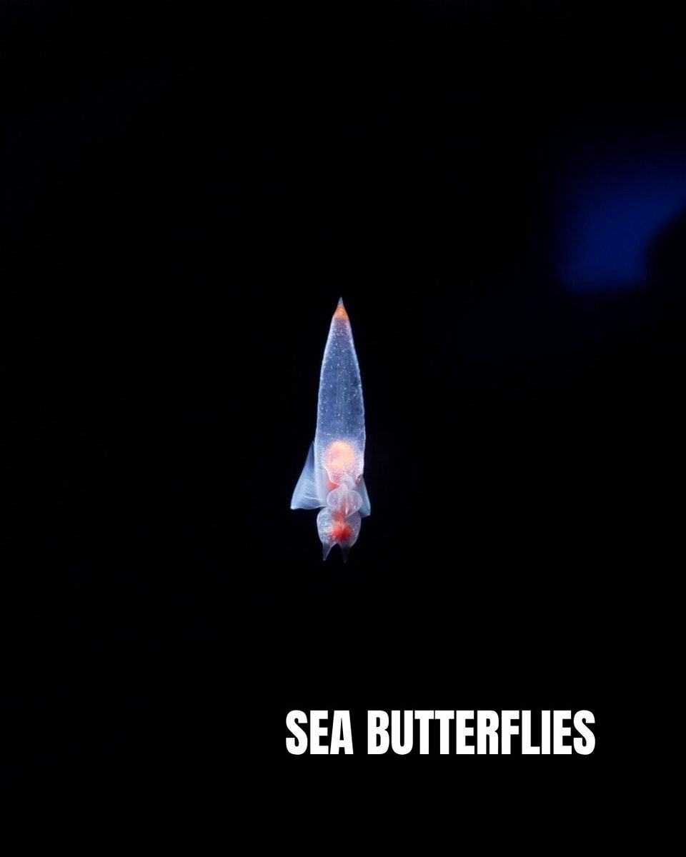 PADI's tweet image. Some marine animals are nocturnal, meaning they only venture out at night. So grab your dive light and head into the water after sunset, because these creatures of the night are worth staying up for. 🔦🐙

Learn more 🔗 blog.padi.com/marine-animals…

#PADI #MarineAnimals #Underwater