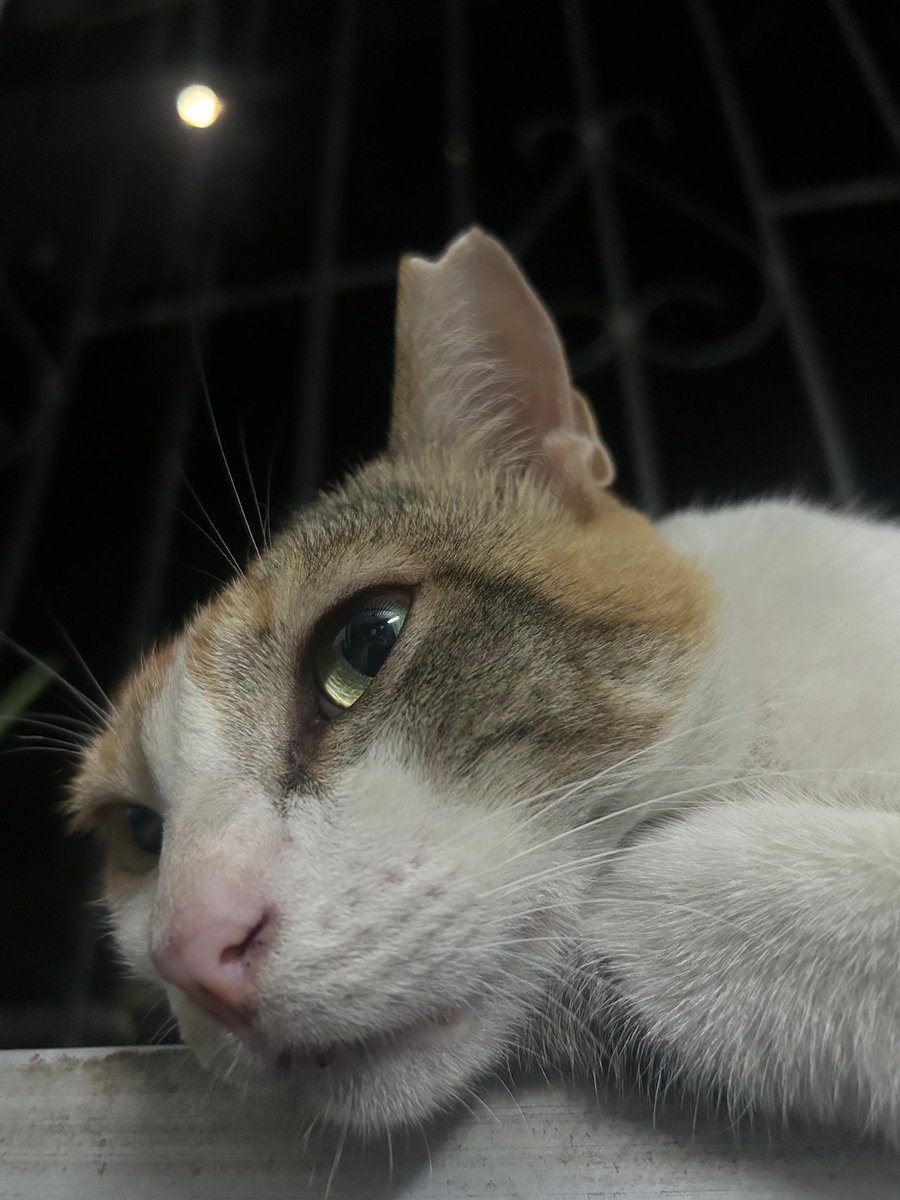 . (@darkdesireex) on Twitter photo 