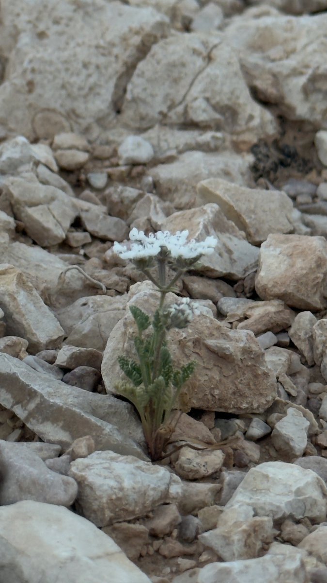 ريان tweet media