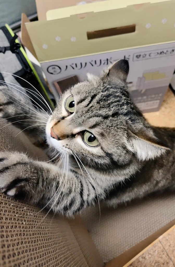 ゴロー🐾 tweet media