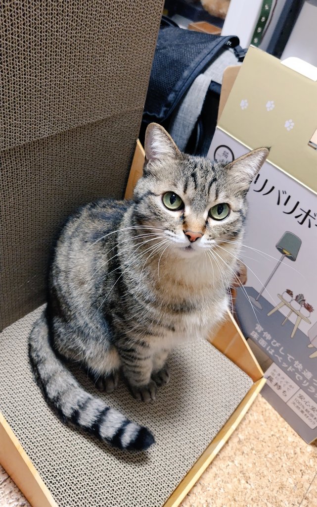 ゴロー🐾 tweet media