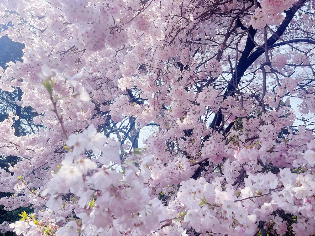 𝒌🍒 tweet media