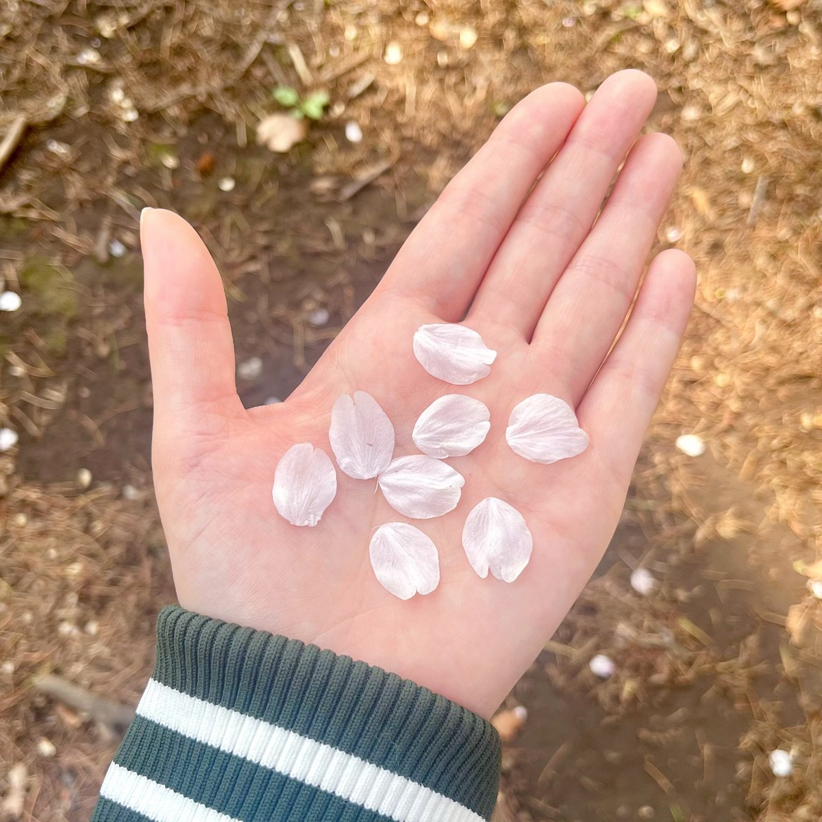 𝒌🍒 tweet media