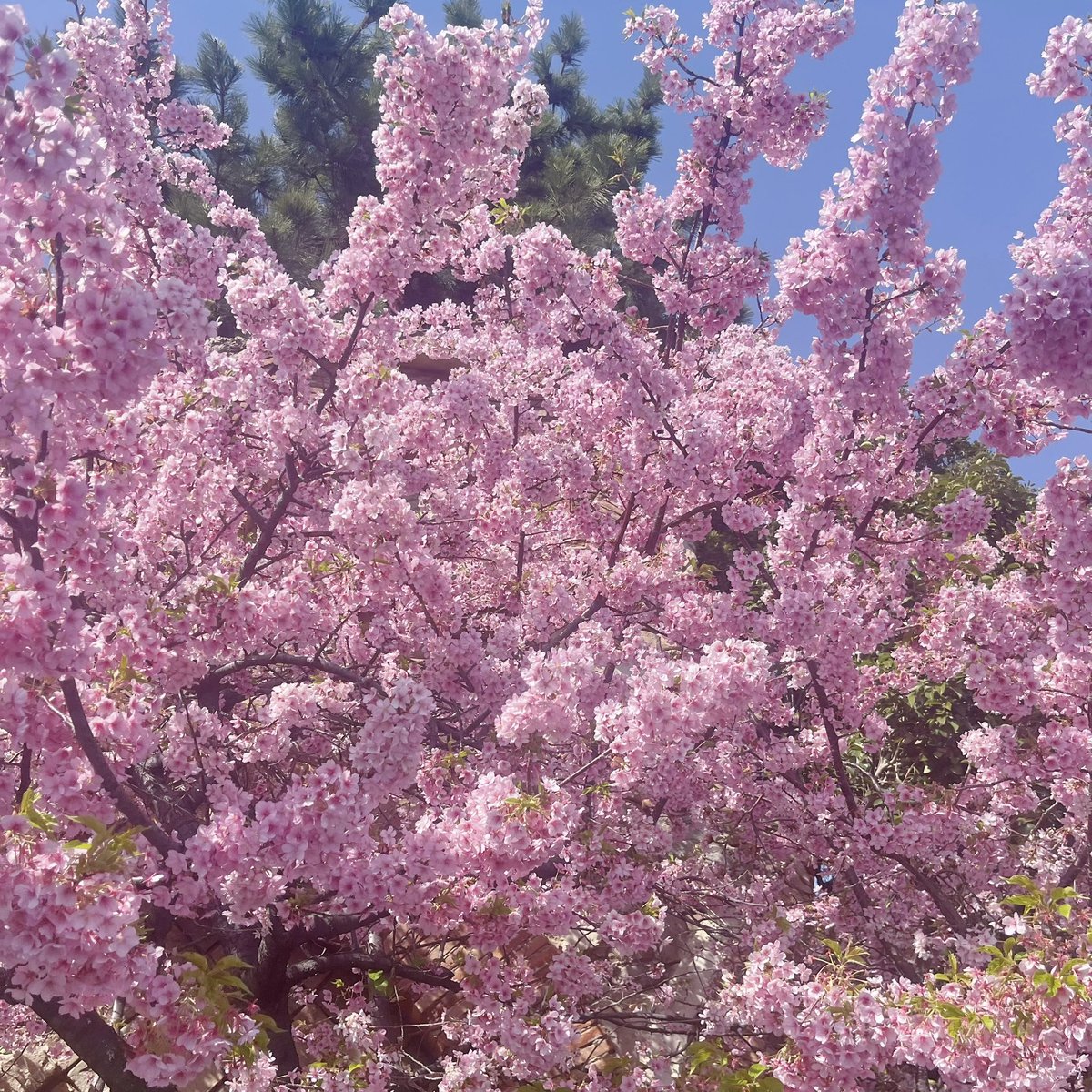 𝒌🍒 tweet media