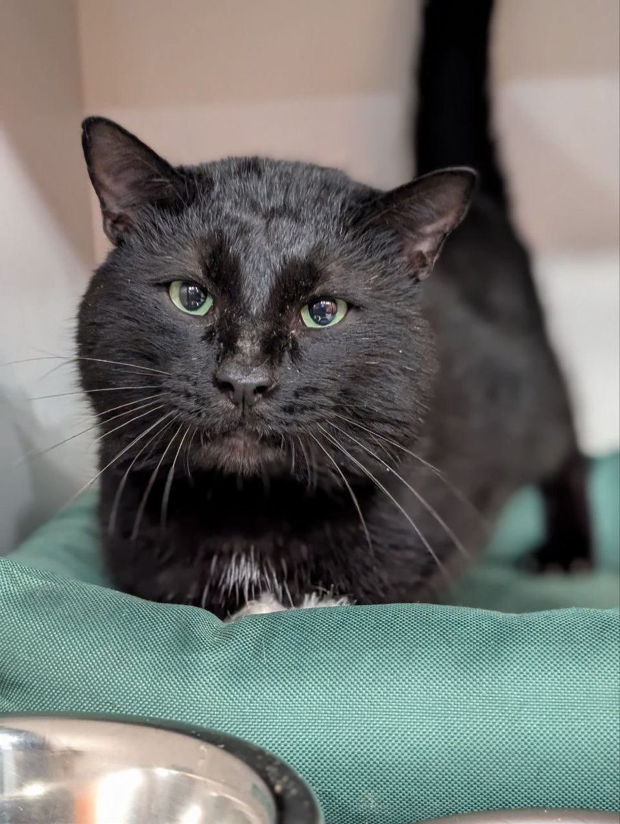 Bluepain tweet media