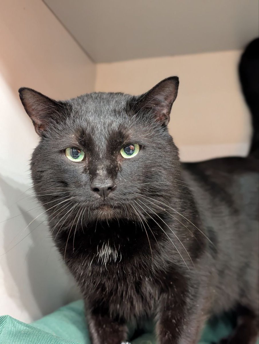 Bluepain tweet media