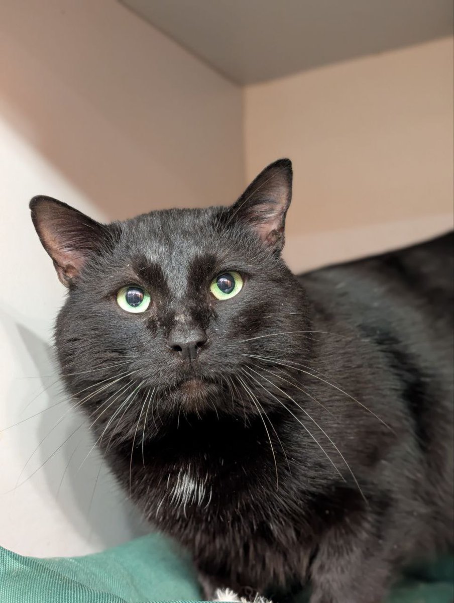 Bluepain tweet media