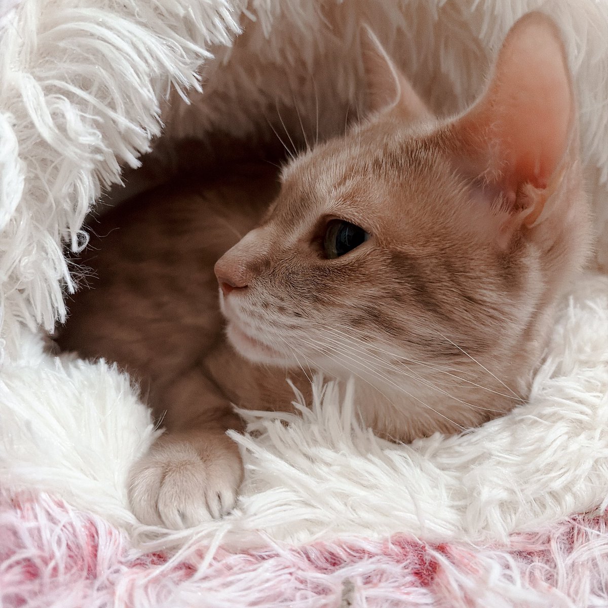 望月のあ/もももち tweet media