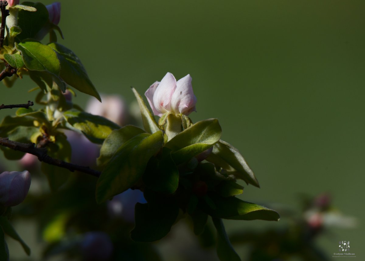 Evelyne Violleau tweet media