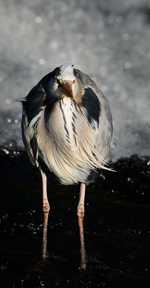 paul hayes tweet media