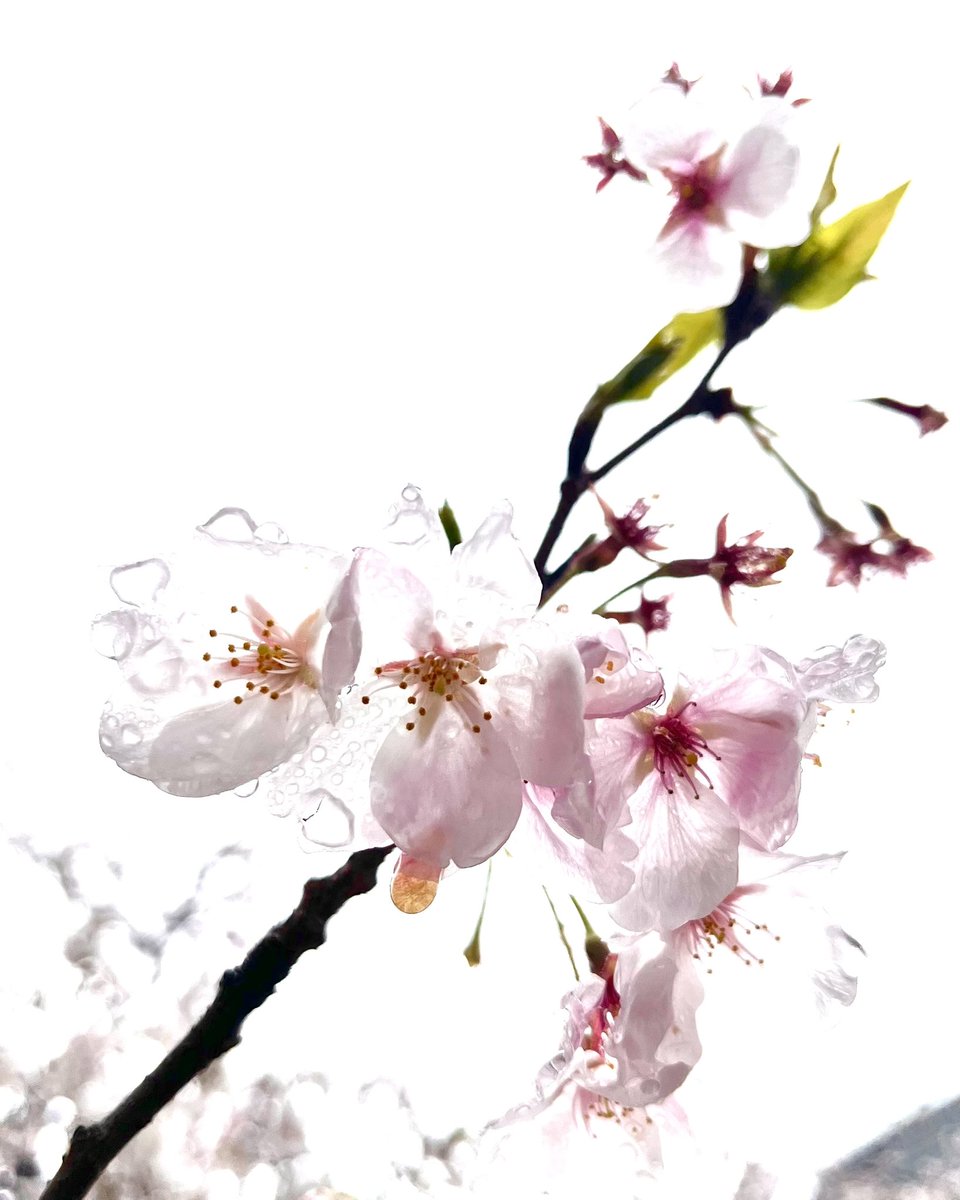 lazy_camera's tweet photo. 雨に濡れてる。 https://t.co/aB5eEIWP4k