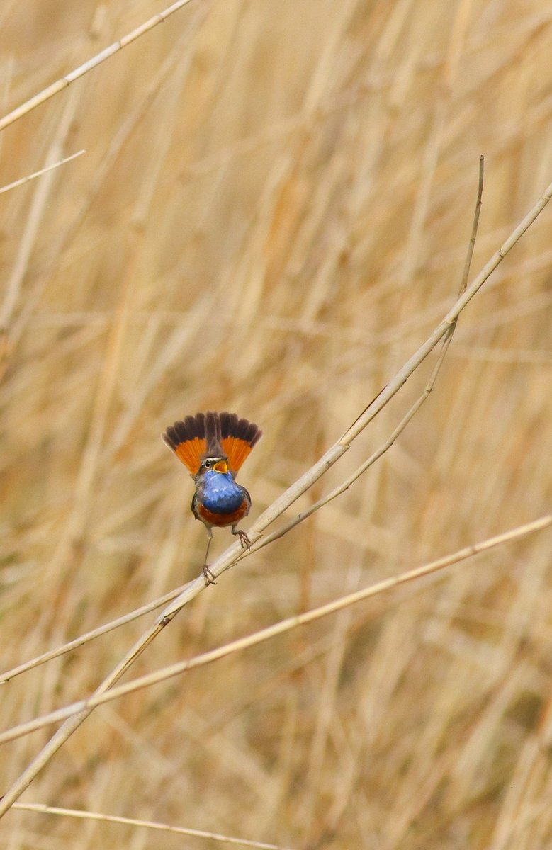 H vd brand tweet media