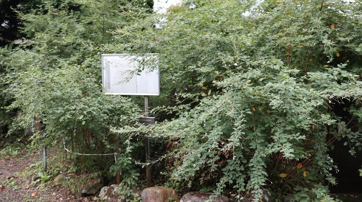 NAGA@出陣 tweet media