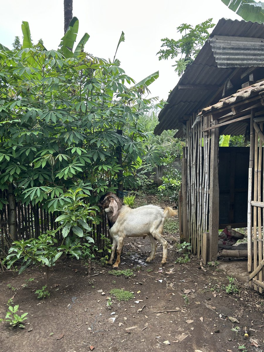 shintyaps's tweet photo. Antara Amira dan kambing, aqiqahnya.
Alhamdulillah, Akikah buat anak syantikquu https://t.co/PxvwLax3Zt