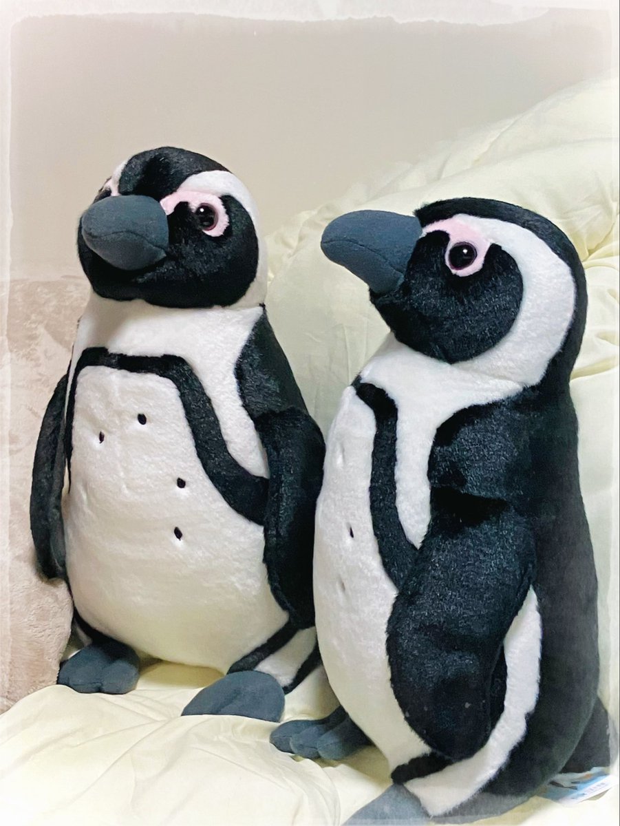 ikm2501's tweet photo. 四国に渡るたび隙あらば四国水族館に寄る僕、先日とうとう2羽目を連れて帰ってしまったのだが、すでに「ここに3羽目がいたらナ…」などと思い始めている自分に気付く。落ち着くのだ僕、心を強く持て。こいつらは仲間を呼ぶ。 https://t.co/MAYKkNgXhE