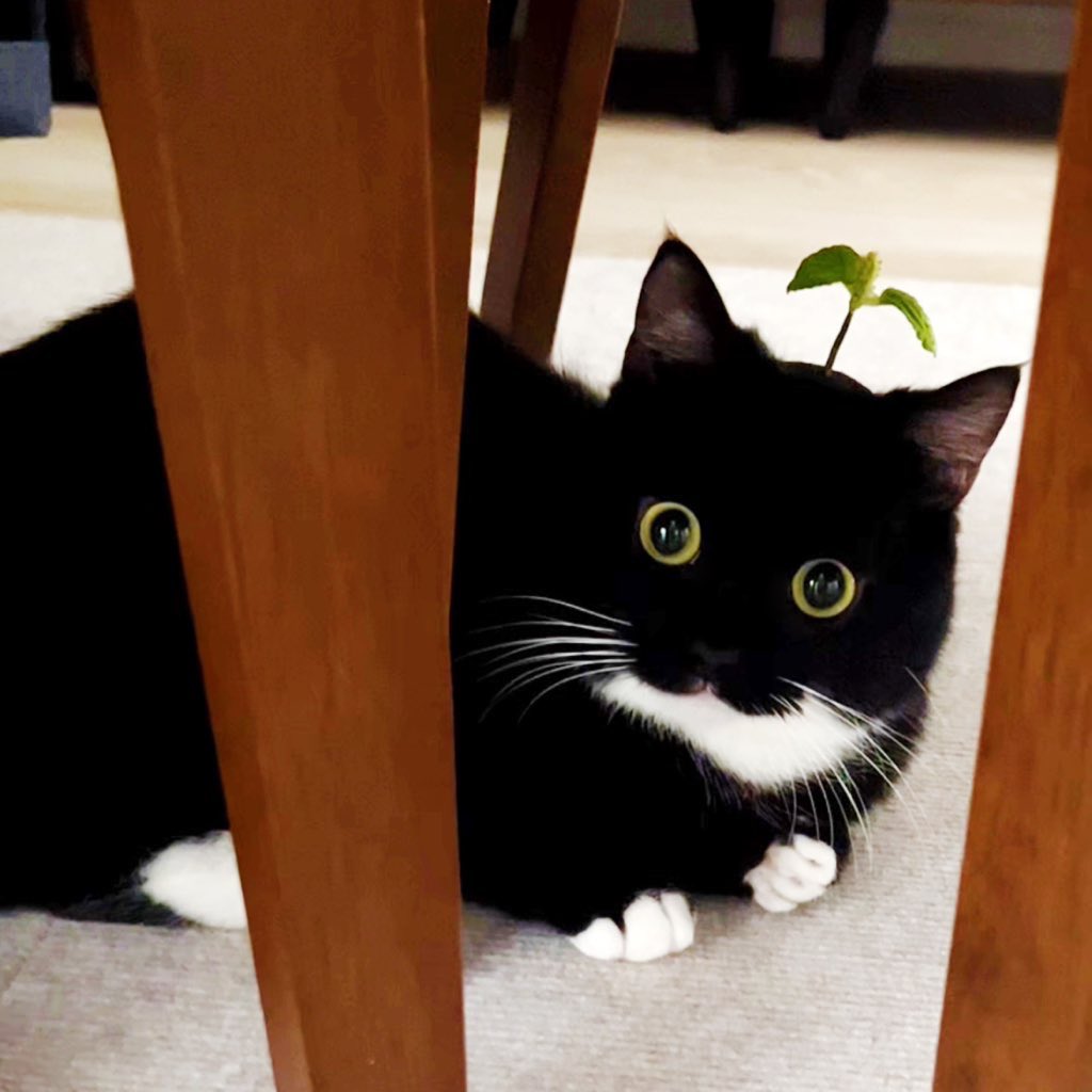 한식피 tweet media