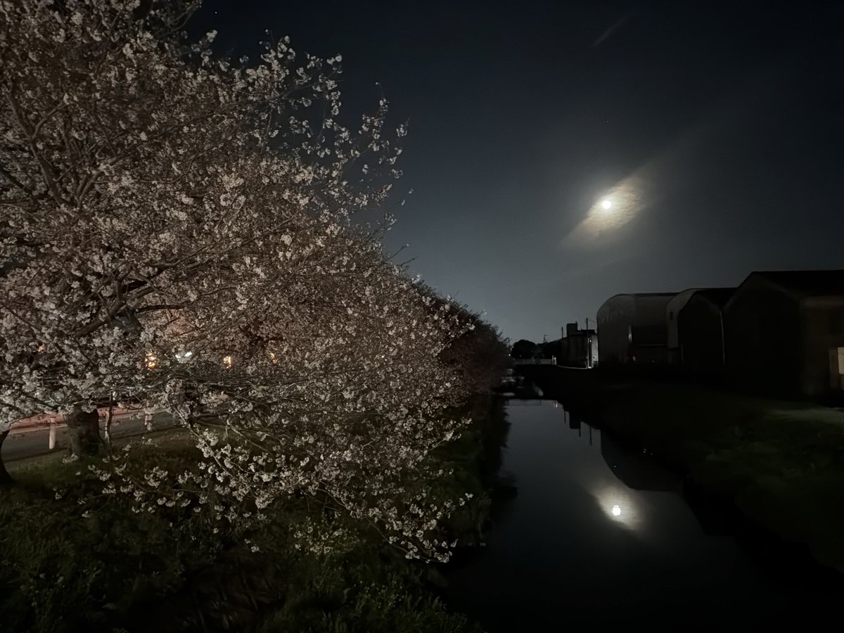 BuSuruga's tweet photo. 今日はあいにくの雨ですが昨日の夜に沼津市の原の夜桜を堪能しました。 https://t.co/zKI13eJy00