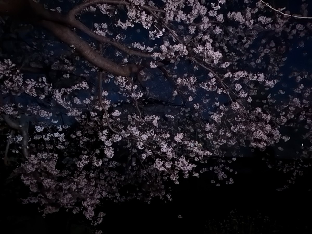 BuSuruga's tweet photo. 今日はあいにくの雨ですが昨日の夜に沼津市の原の夜桜を堪能しました。 https://t.co/zKI13eJy00