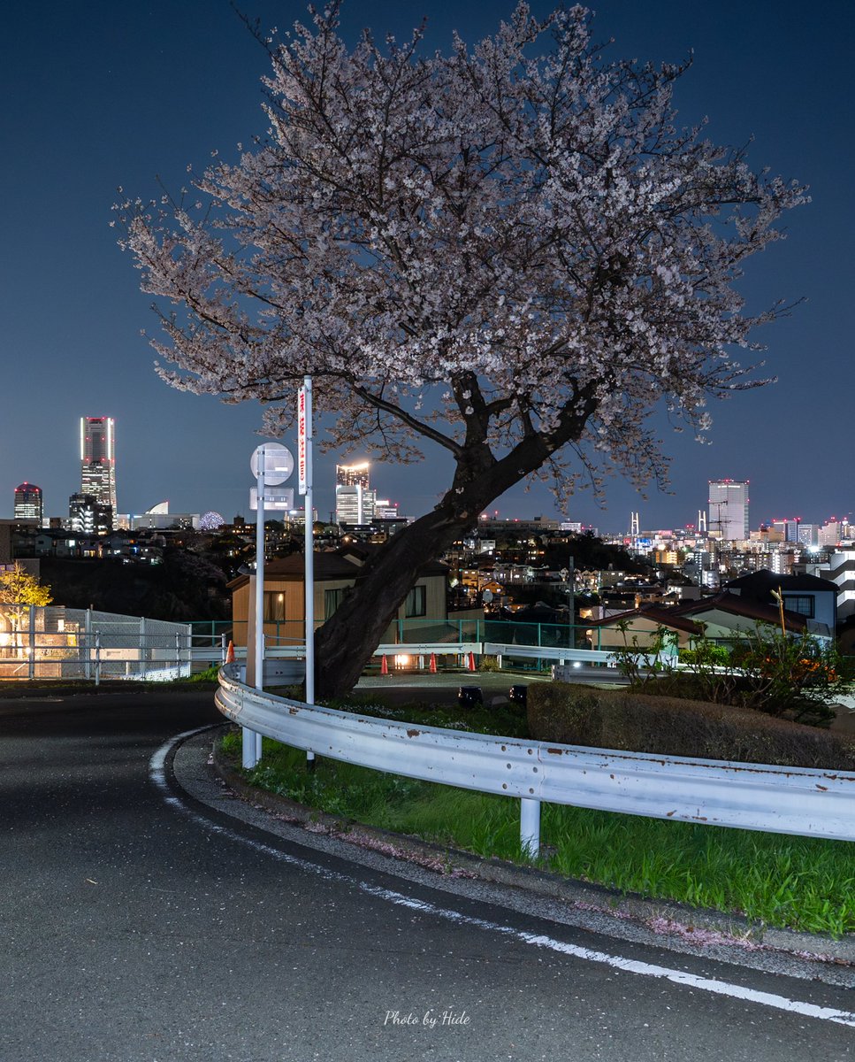 ひで猫 tweet media