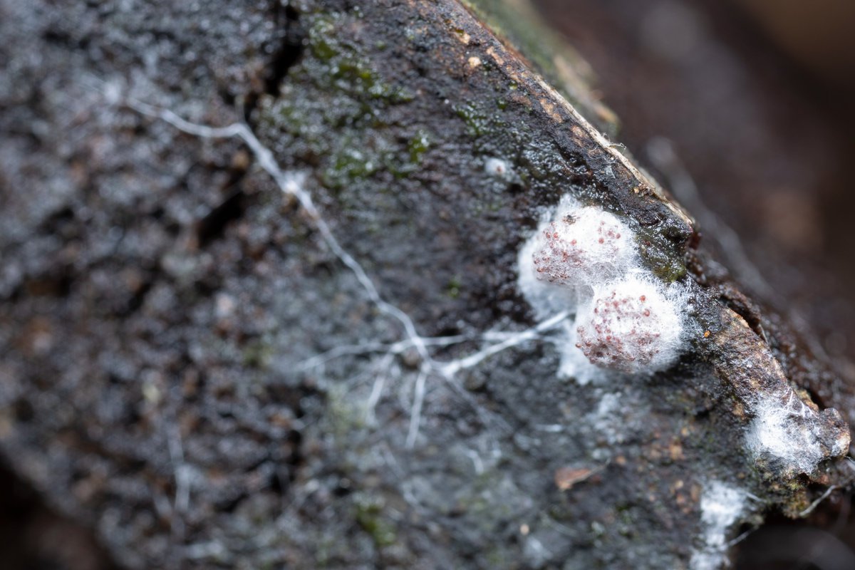 あるたるふ tweet media