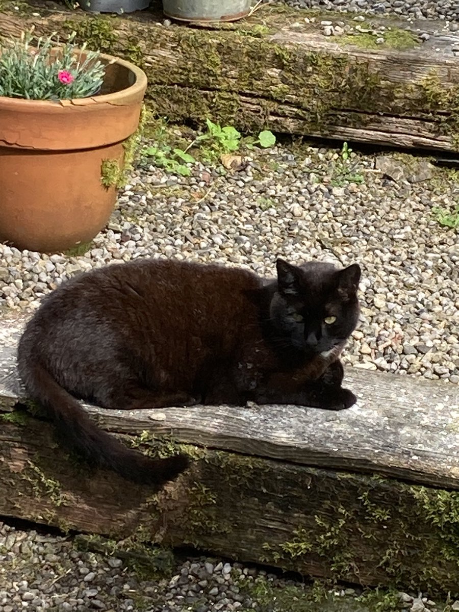 fran ca del tweet media