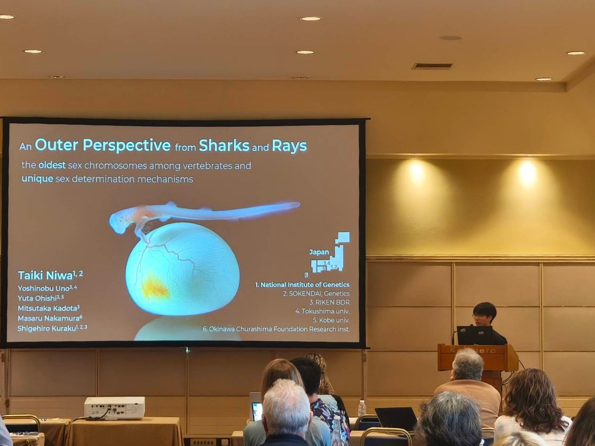 taikinw's tweet photo. ギリシャのクレタ島で行われた10th Vertebrate Sex Determinationにて発表してきました！
唯一の軟骨魚類の演題、「実はサメやってるんだ」の一言で皆さん驚いて、ぐっと距離を縮められた気がします！
ヘビだったりトカゲだったり性染色体の面白い話題がたくさんあってお腹いっぱいでした。 https://t.co/vpQXBV84zD