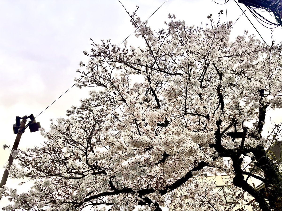 いかろす tweet media