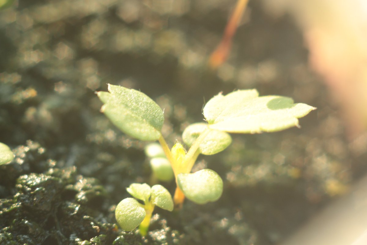 Stream Tea ~ 🍵🍀 tweet media