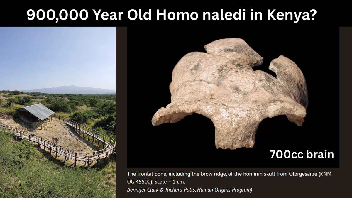 CompellingDNA's tweet image. Lee Berger and John Hawks say that Homo naledi could be responsible for the Middle Stone Age tools found across East Africa.