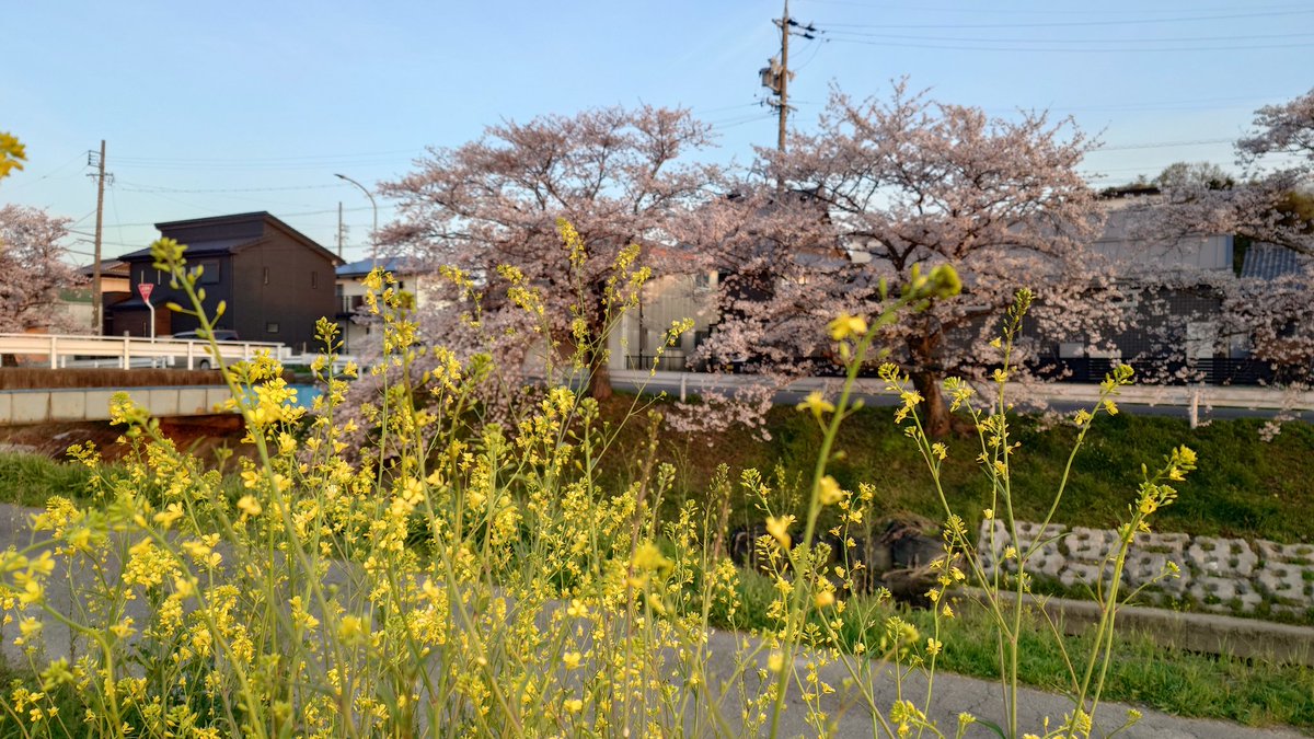 ひろやん tweet media