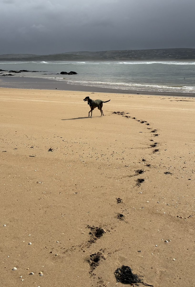 TeachCarraig's tweet photo. 🐶🐾💚💛 https://t.co/qLW6hzxMt8