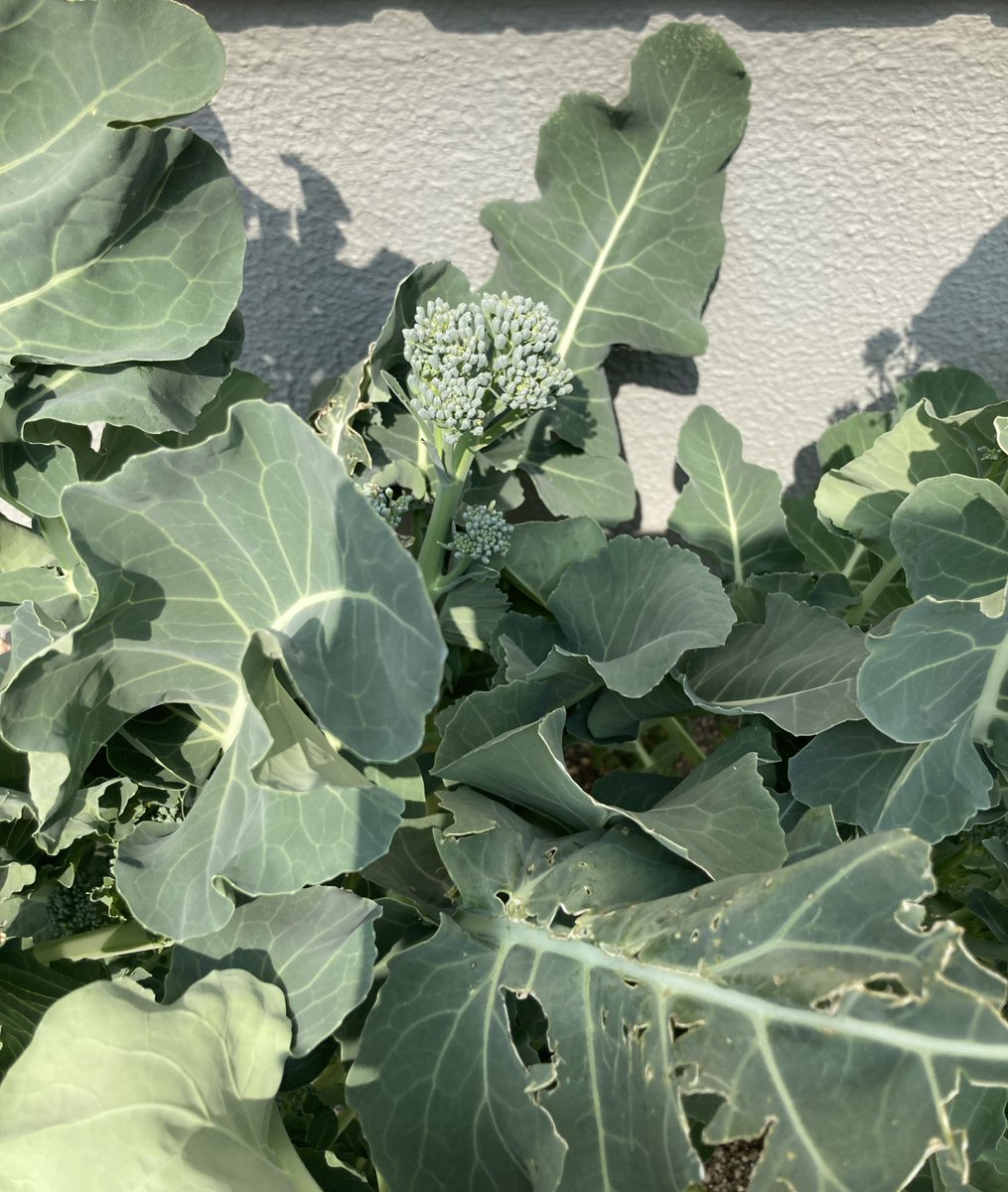 💐🪷RIE麗慧静嫣🪷💐 tweet media