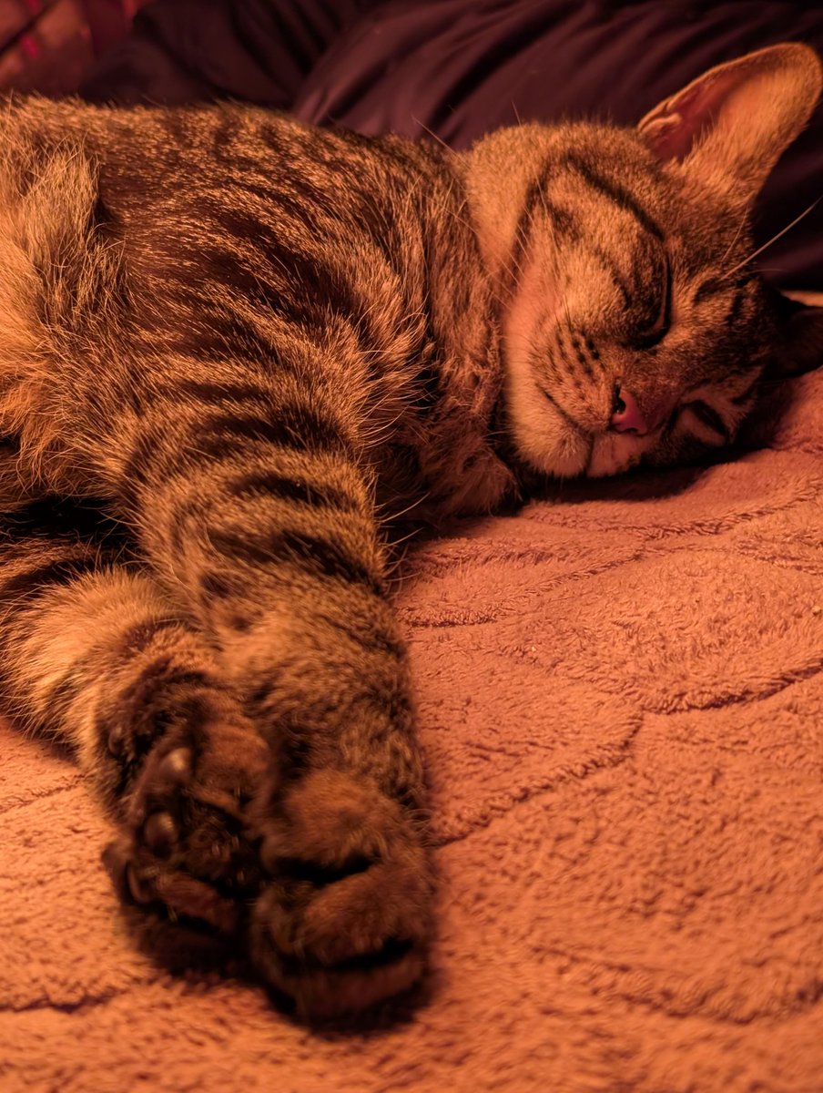 あきよし tweet media