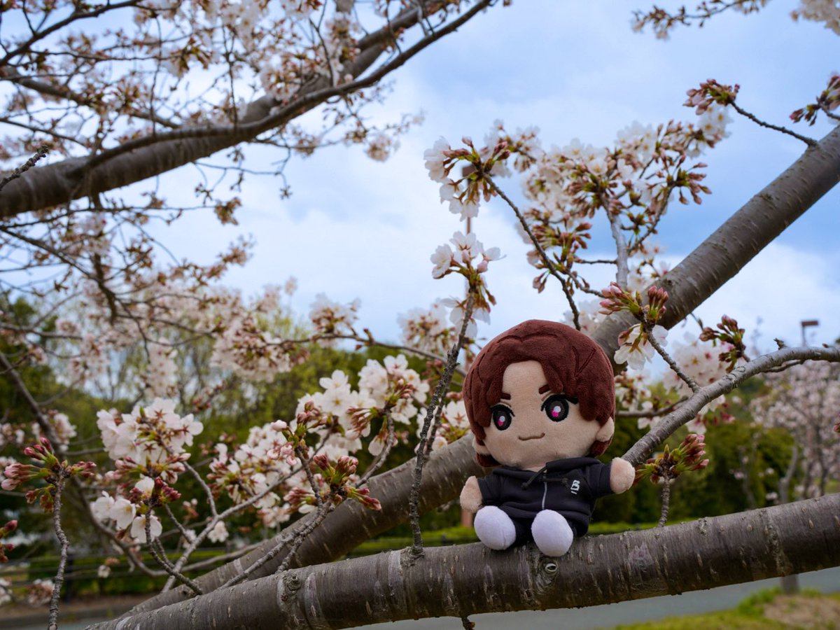 SixTONES_Family's tweet photo. "み"んなは桜見た？ 俺は昨日散歩がてら見たよ〜🌸 ひらひら舞う花眩しいじゃん〜🎶 京本大我 📍32 / 50公演目：エコパアリーナ(静岡) #MILESixTONES_50音poST企画 #SixTONES_MILESixTONES: "み"んなは桜見た？
俺は昨日散歩がてら見たよ〜🌸
… https://t.co/HxNyP1yxXx https://t.co/mOe0YNy4Qc