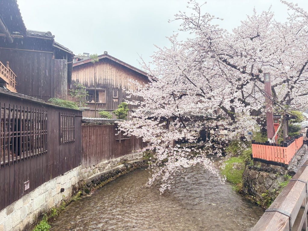 はしもとまるる🐼Mqrr Hashimoto tweet media