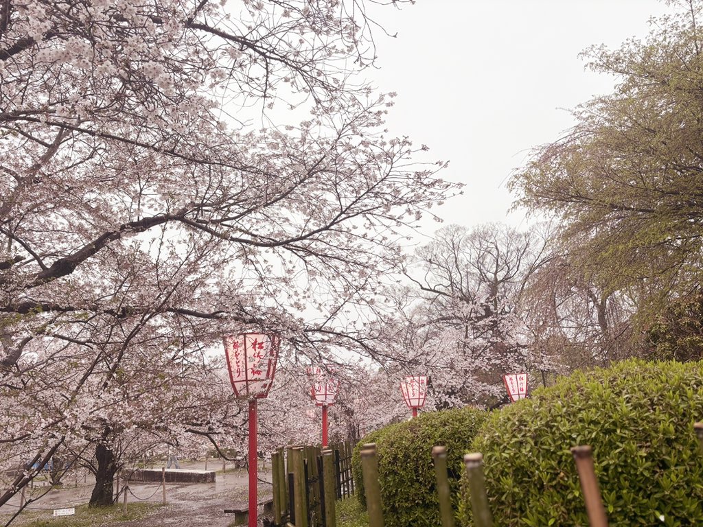 はしもとまるる🐼Mqrr Hashimoto tweet media