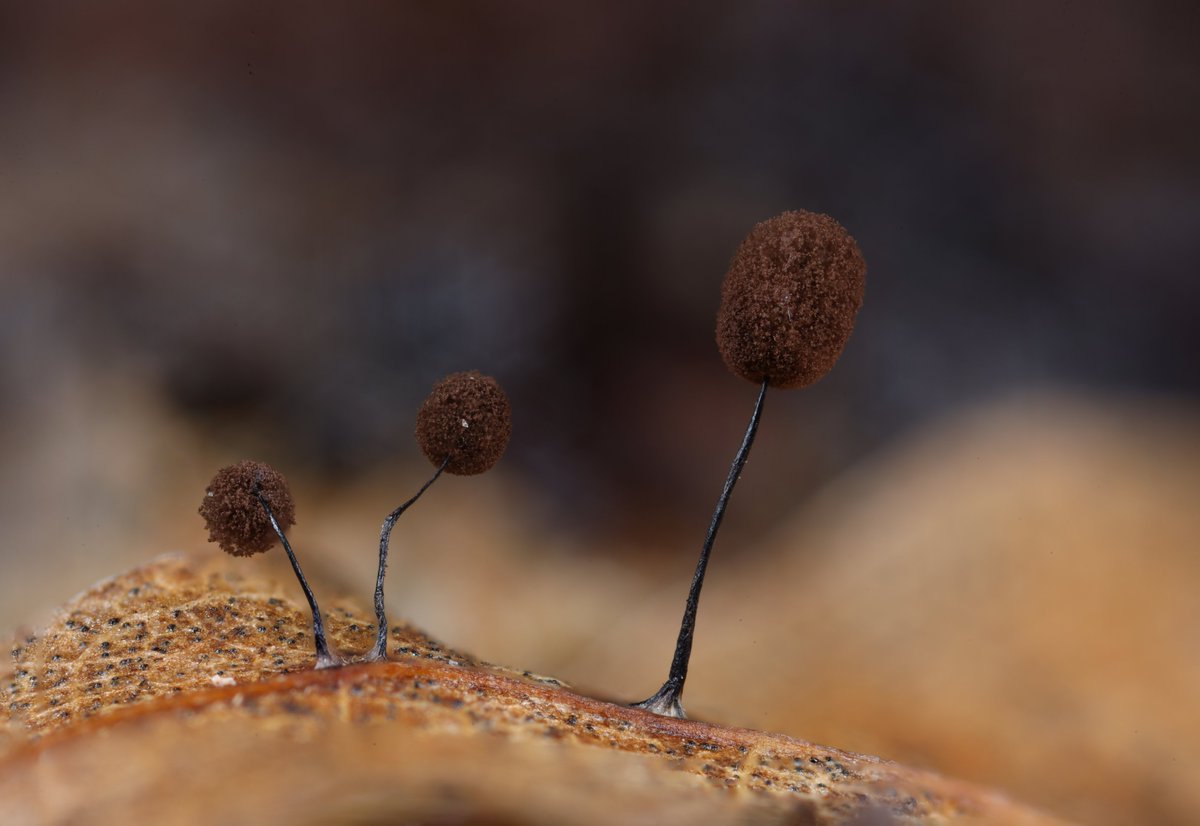 あるたるふ tweet media