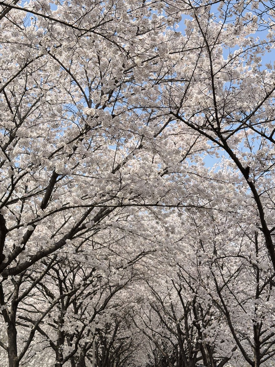 수영인부기 tweet media