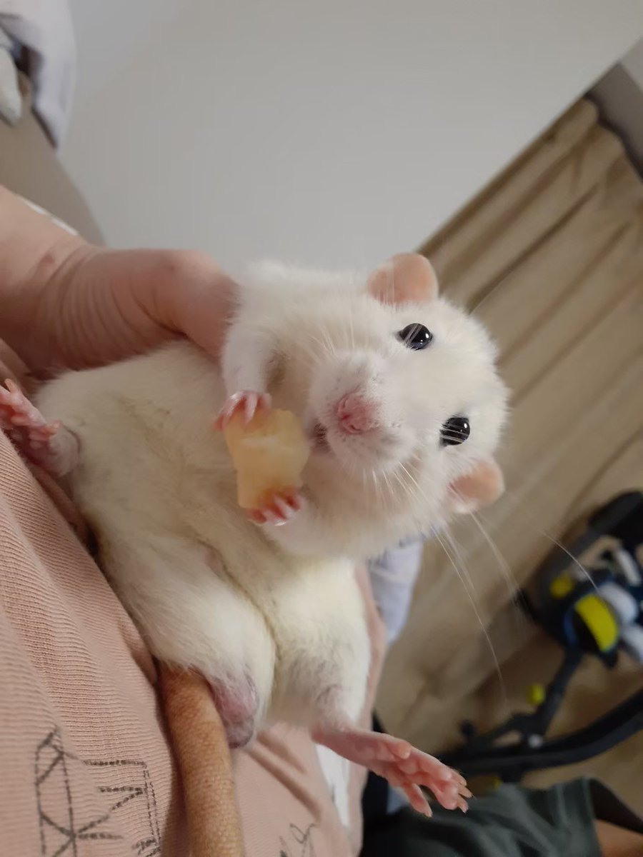 うーたんの生き物用垢 tweet media