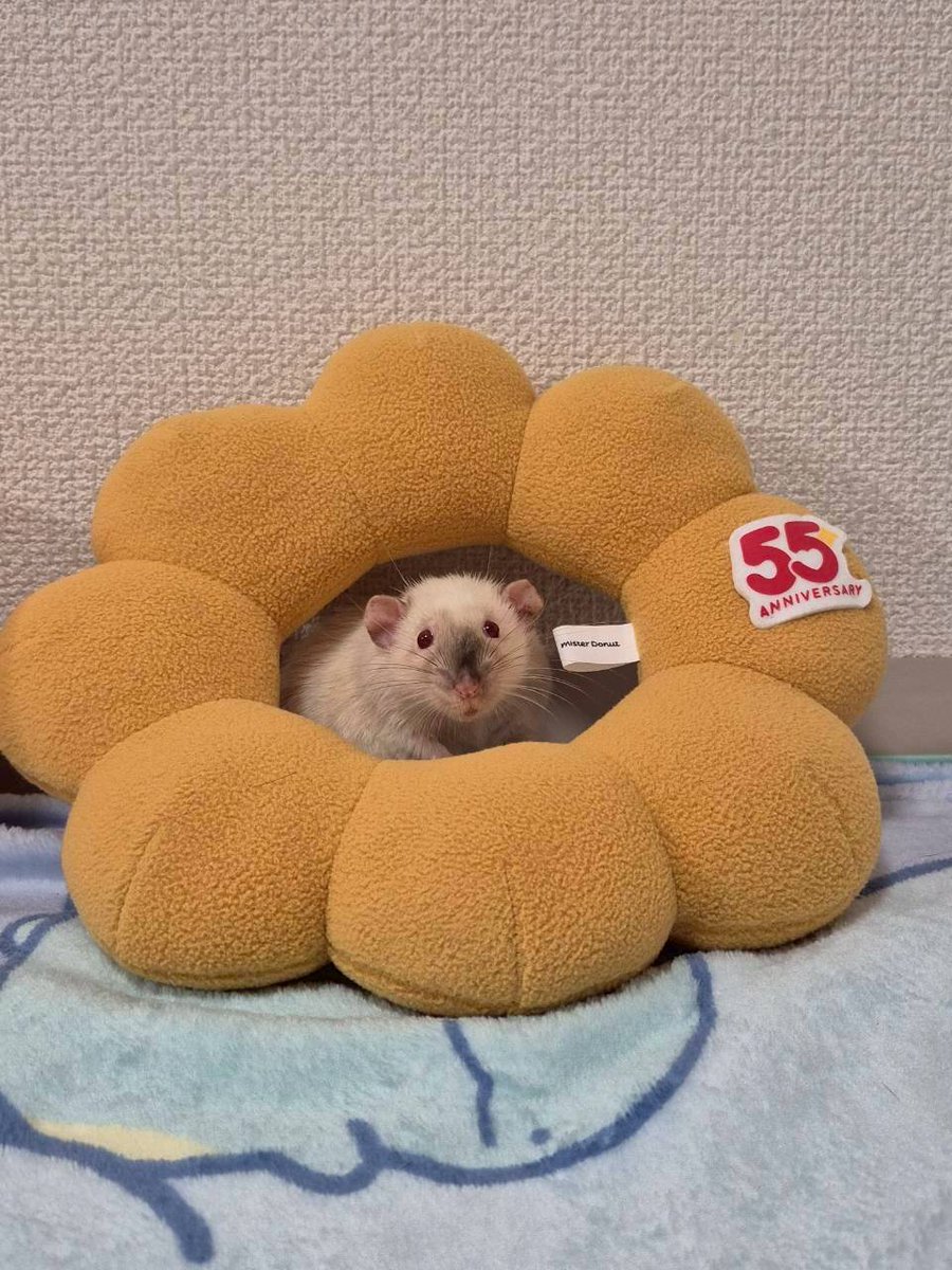 うーたんの生き物用垢 tweet media