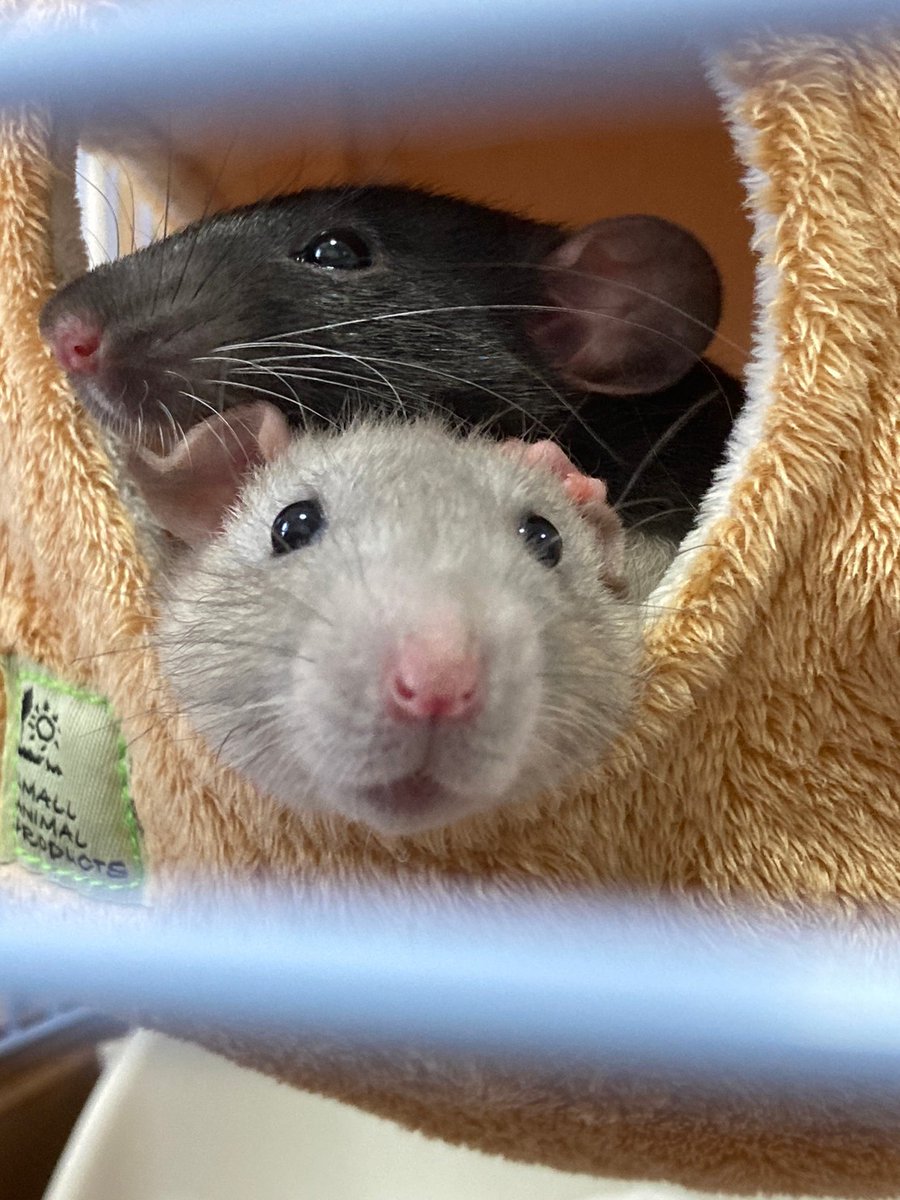 うーたんの生き物用垢 tweet media