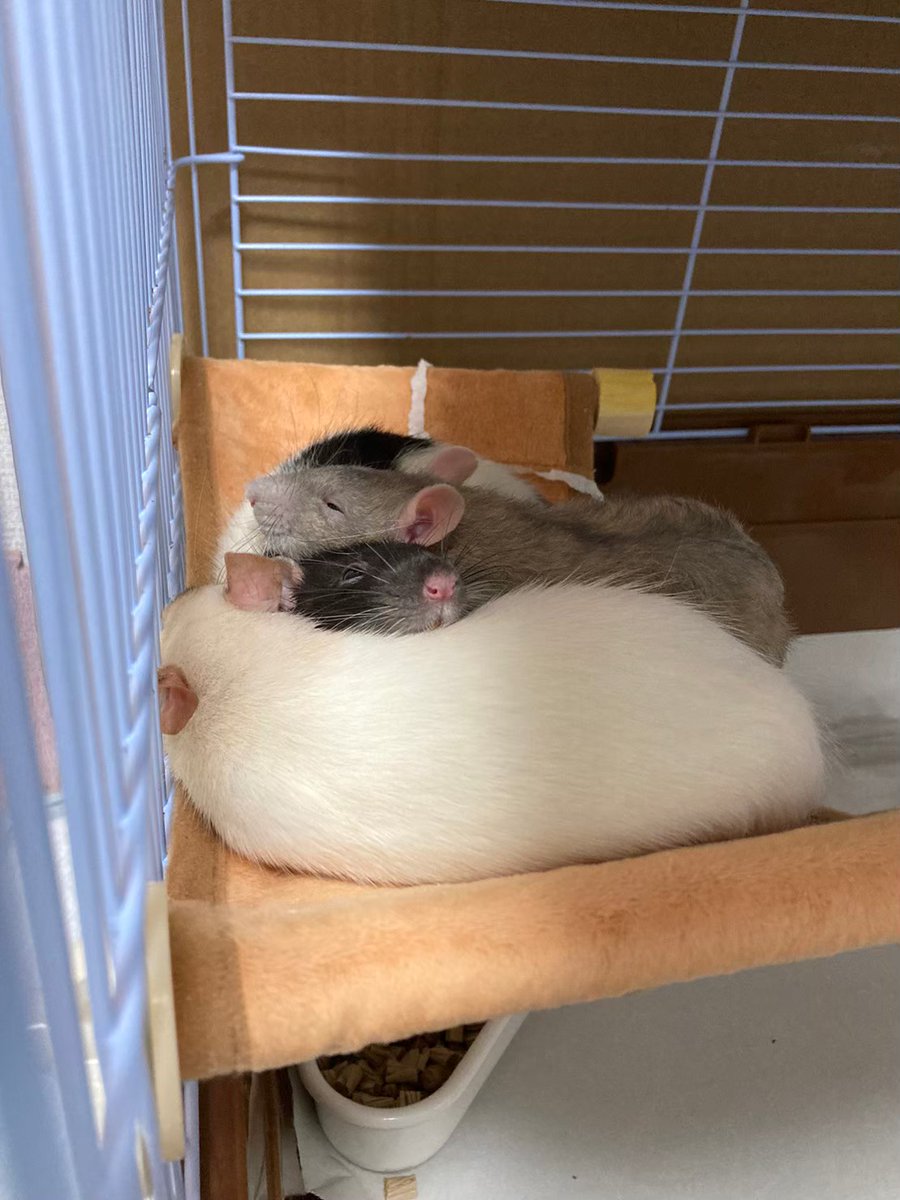 うーたんの生き物用垢 tweet media