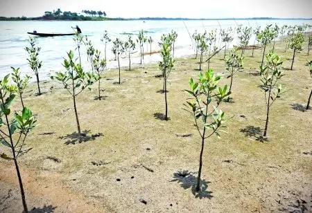 marcelniederer5's tweet image. Nigeria has officially designated Ogoniland Wetland as its 18th Wetland of International Importance under the Ramsar Convention --- ramsar.org/news/nigeria-d… via @RamsarConv #LandUse #WaterCycle #climate #SDG