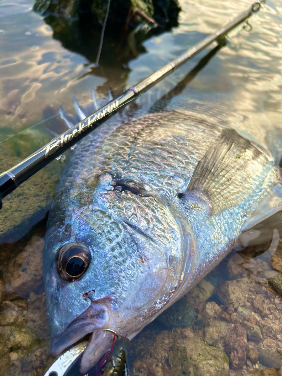 メジャークラフト株式会社 tweet media