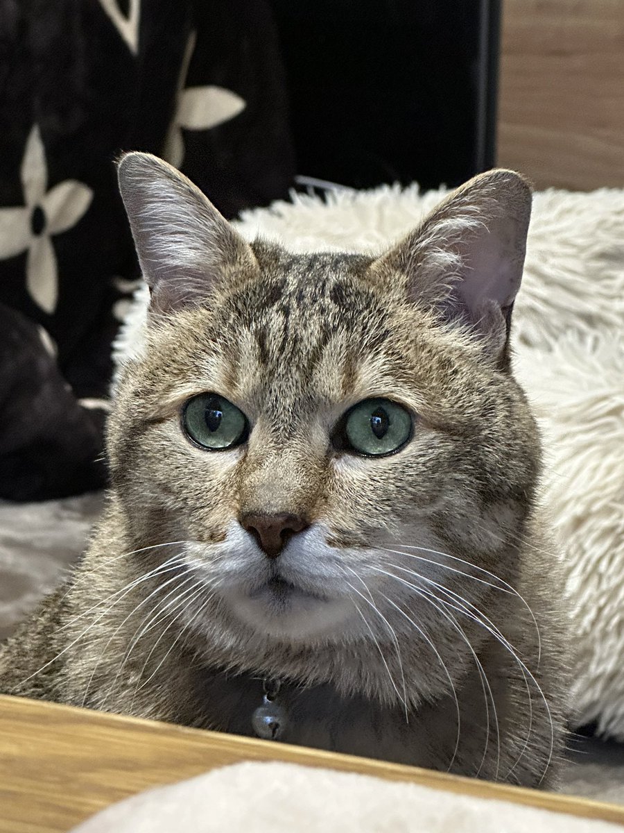 ミニタソ(*´ω`*)✨ tweet media