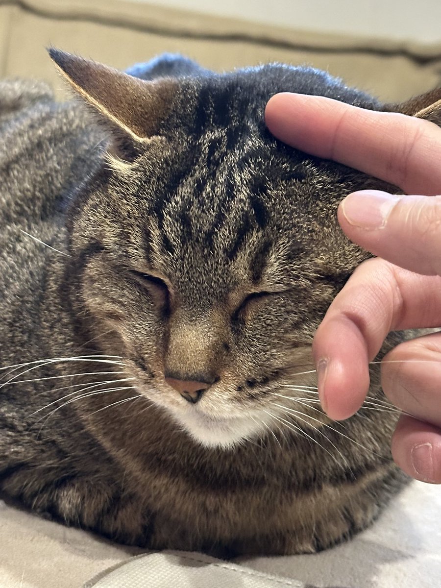 ミニタソ(*´ω`*)✨ tweet media