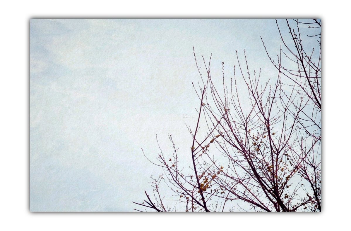 A.SapphireShadow tweet media