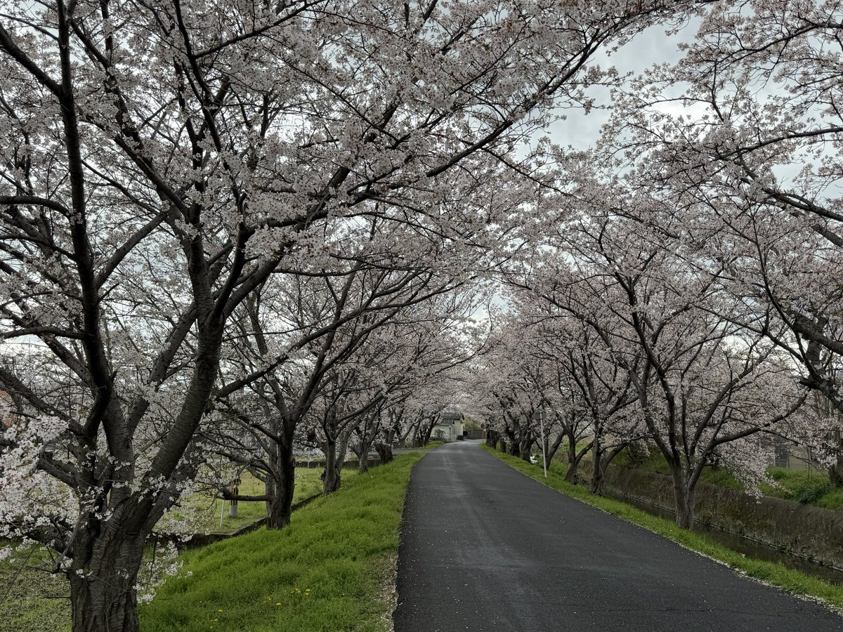 びーだま人 tweet media