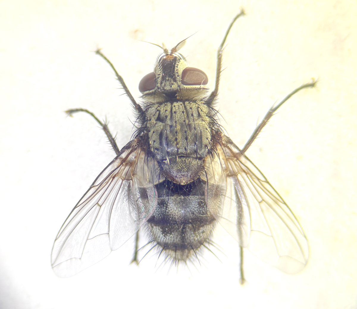 関東で最近採った、春のヤドリバエ
1枚目: Gonia ussuriensis ♂
2枚目: Smidtia verna ♂
3枚目: Phorocera assimilis ♂
4枚目: Pexopsis pilosa ♂