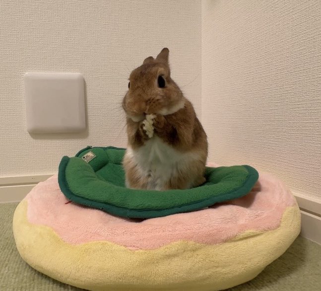 くりまるのお部屋 tweet media